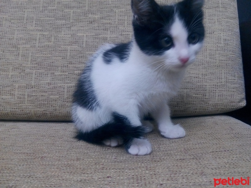 Tekir Kedi, Kedi  Minik fotoğrafı