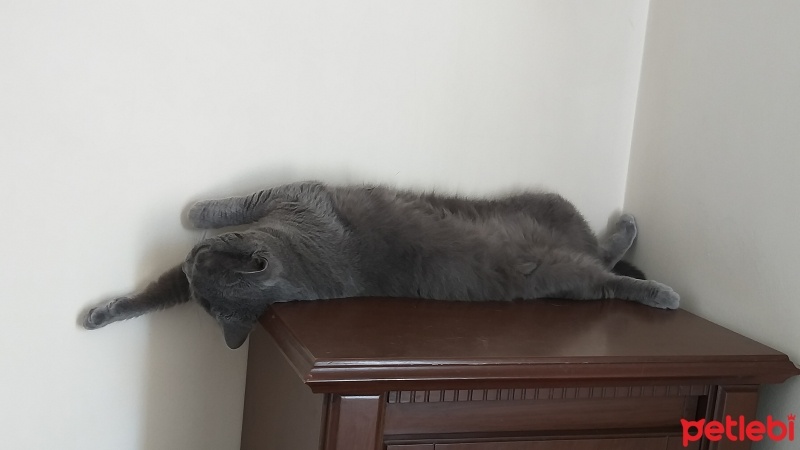 Scottish Fold, Kedi  Apollo fotoğrafı