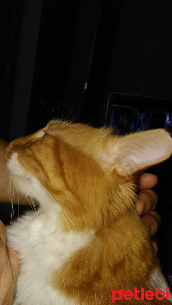 Sarman, Kedi  Miya fotoğrafı