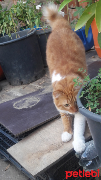 Sarman, Kedi  Miya fotoğrafı