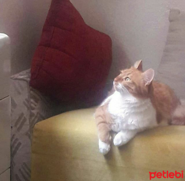 Sarman, Kedi  Miya fotoğrafı