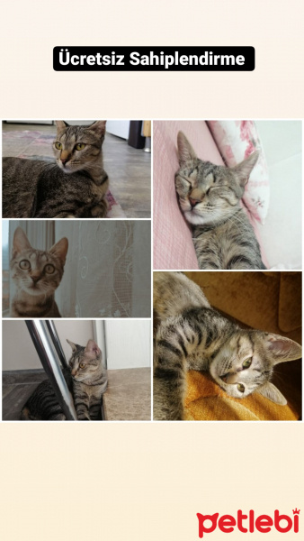 Tekir Kedi, Kedi  Eva fotoğrafı