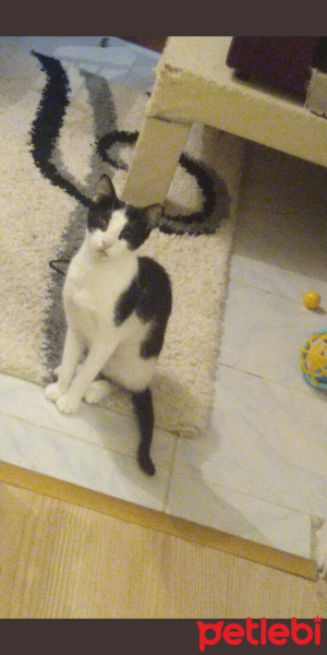 Sarman, Kedi  Lokum fotoğrafı