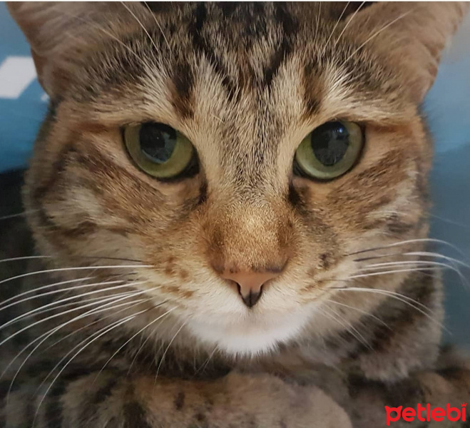 Tekir Kedi, Kedi  Safinaz fotoğrafı