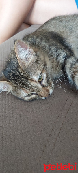 Tekir Kedi, Kedi  Miya fotoğrafı