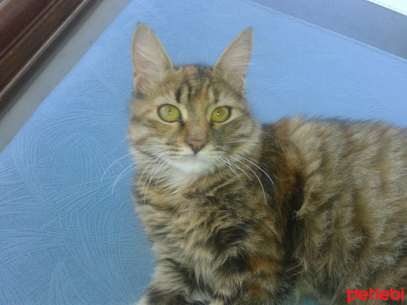 Tekir Kedi, Kedi  Minik fotoğrafı