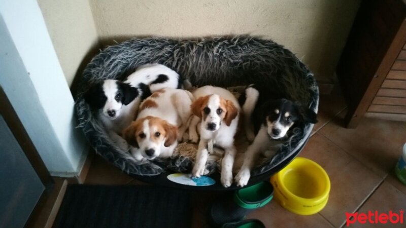 Pointer, Köpek  NERO VE KARDEŞLERİ fotoğrafı