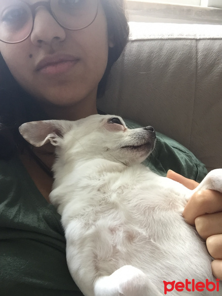 Chihuahua, Köpek  Arte fotoğrafı