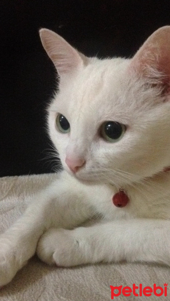 Ankara Kedisi, Kedi  Aşkım fotoğrafı