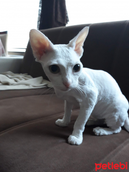 Ankara Kedisi, Kedi  Aşkım fotoğrafı