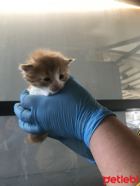 Tekir Kedi, Kedi  Şiva fotoğrafı