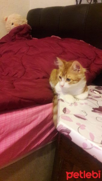 Tekir Kedi, Kedi  Şiva fotoğrafı