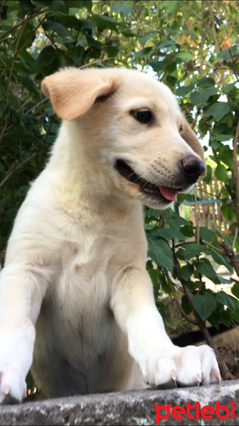 Golden Retriever, Köpek  Pandora fotoğrafı