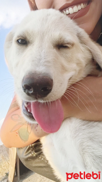 Golden Retriever, Köpek  Pandora fotoğrafı