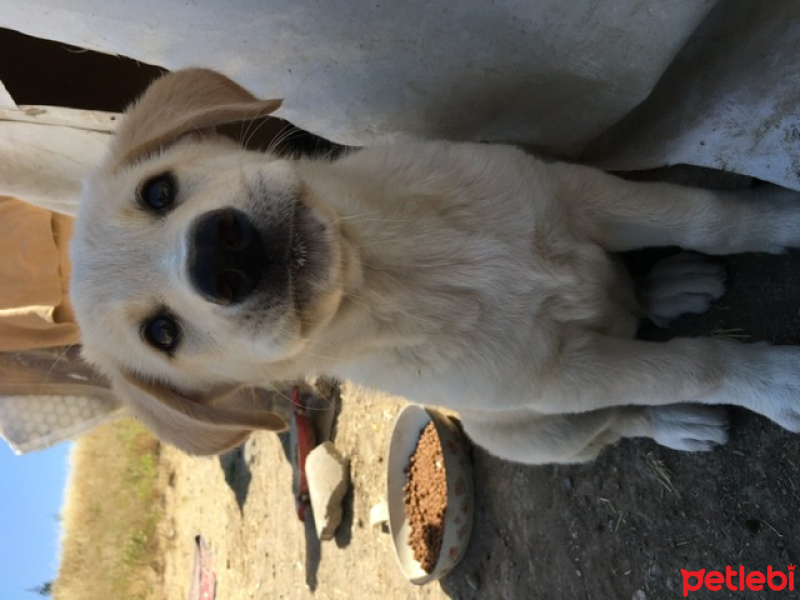 Golden Retriever, Köpek  Pandora fotoğrafı
