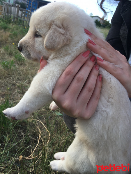 Golden Retriever, Köpek  Pandora fotoğrafı