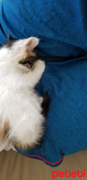 Tekir Kedi, Kedi  Bal fotoğrafı
