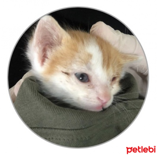 Tekir Kedi, Kedi  Portakal fotoğrafı