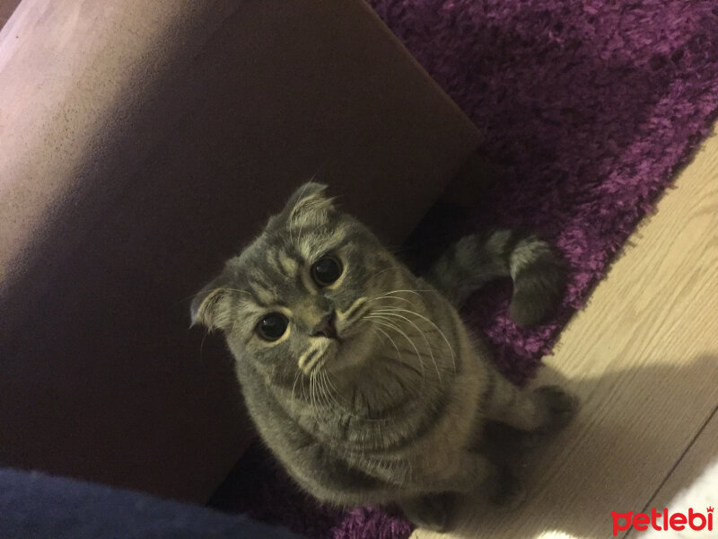 Scottish Fold, Kedi  Dora fotoğrafı