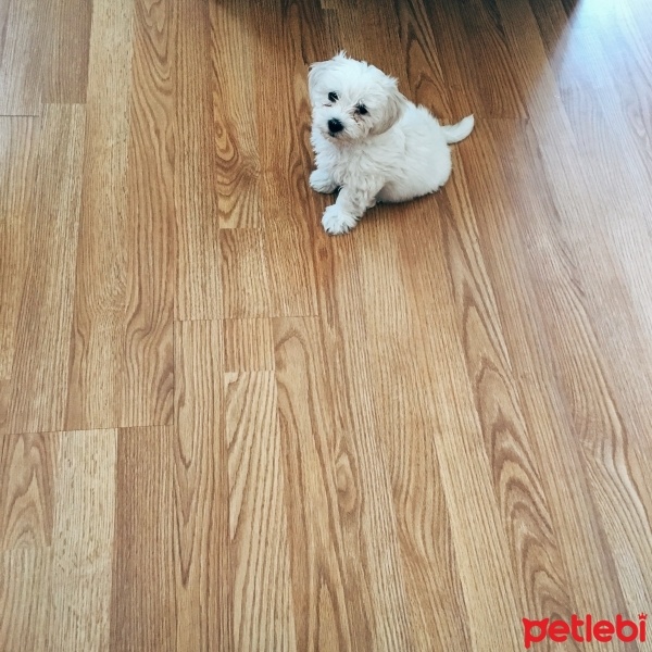Maltese, Köpek  Pire fotoğrafı