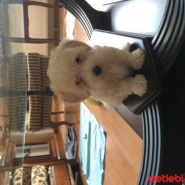Maltese, Köpek  Pire fotoğrafı