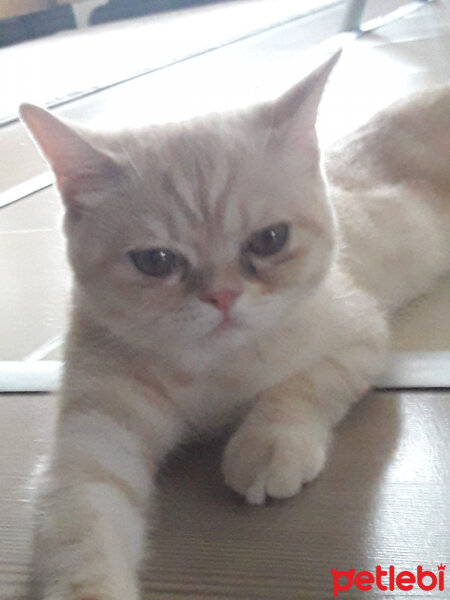 British Shorthair, Kedi  Leo fotoğrafı