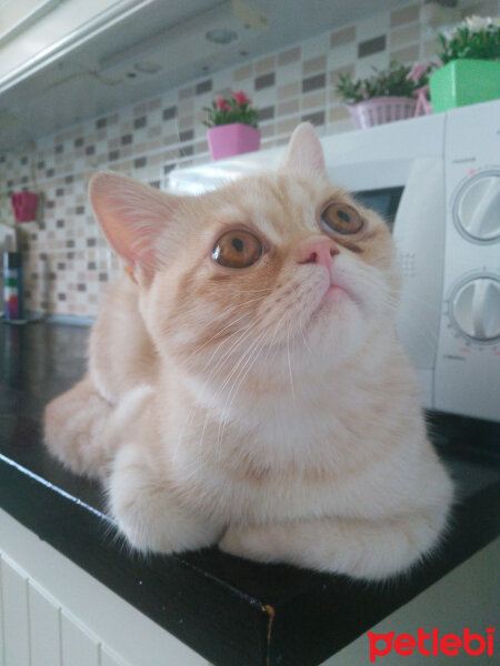 British Shorthair, Kedi  Leo fotoğrafı