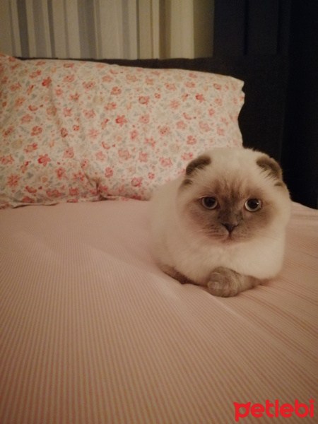 Scottish Fold, Kedi  Alice fotoğrafı