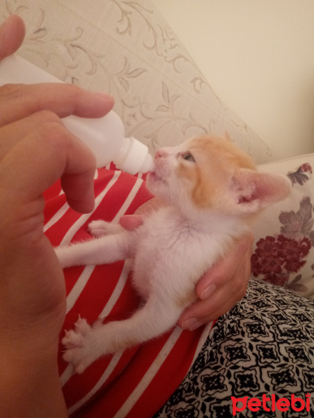 Sarman, Kedi  Adını sahibi koyacak fotoğrafı