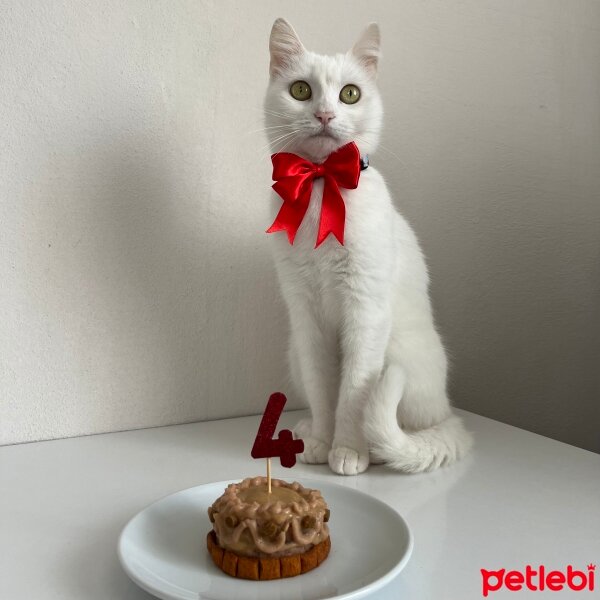 Ankara Kedisi, Kedi  Luna fotoğrafı