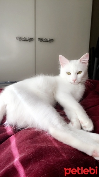 Ankara Kedisi, Kedi  Alice fotoğrafı