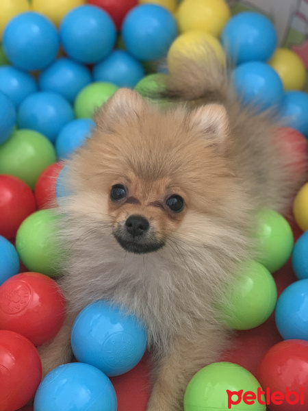 Pomeranyalı, Köpek  Molly fotoğrafı