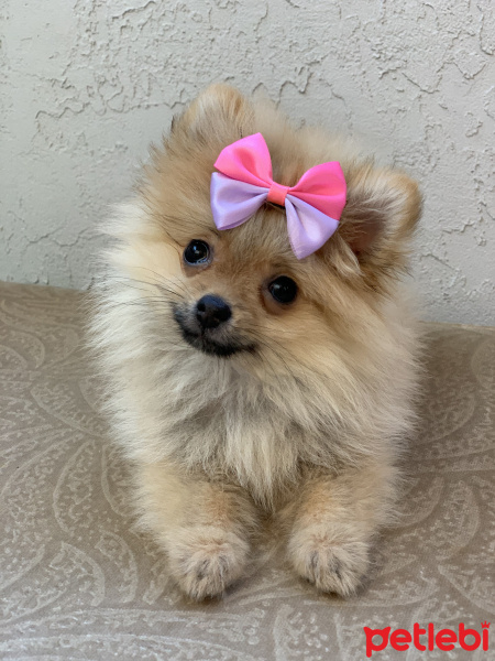 Pomeranyalı, Köpek  Molly fotoğrafı