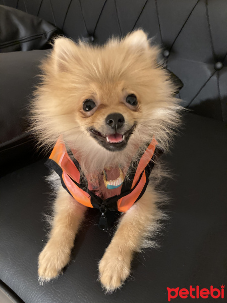 Pomeranyalı, Köpek  Molly fotoğrafı
