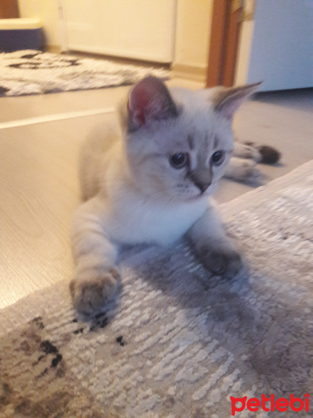 Scottish Fold, Kedi  Marsel fotoğrafı