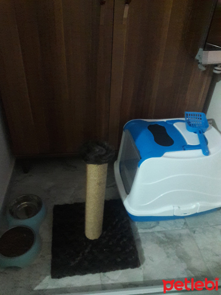 Scottish Fold, Kedi  Marsel fotoğrafı