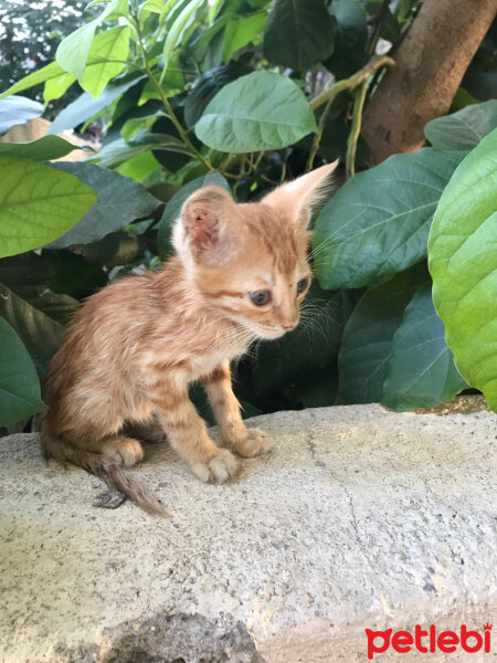 Tekir Kedi, Kedi  Tekir fotoğrafı