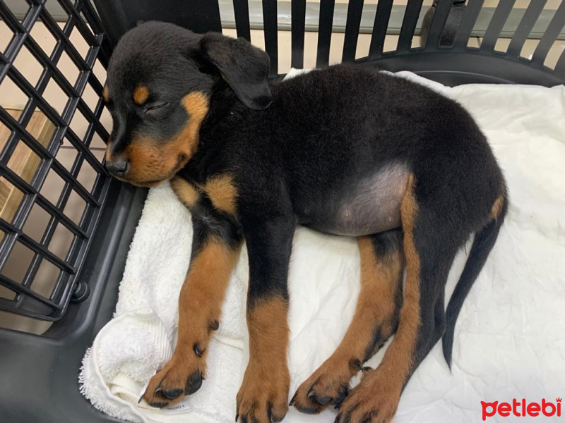 Rottweiler, Köpek  Layka fotoğrafı