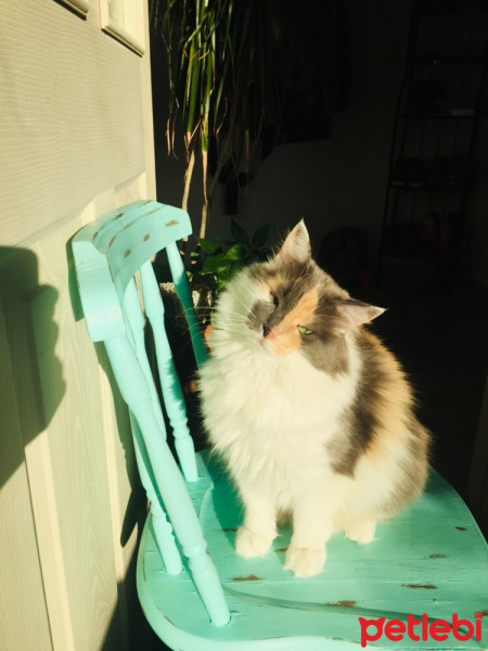 Ragamuffin, Kedi  İnci fotoğrafı