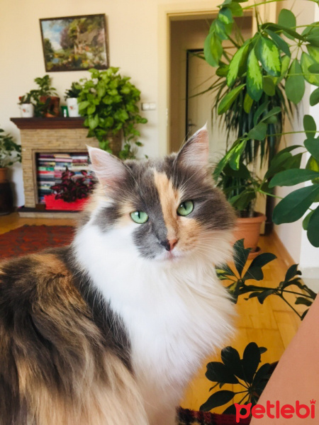 Ragamuffin, Kedi  İnci fotoğrafı