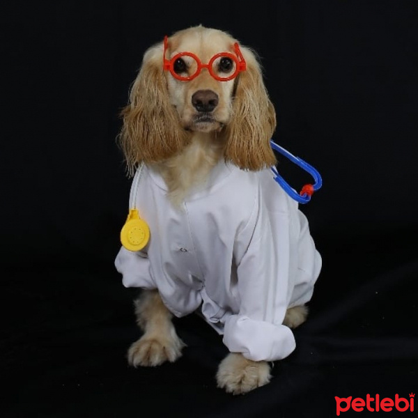 Amerikan Cocker Spaniel, Köpek  Tekila fotoğrafı