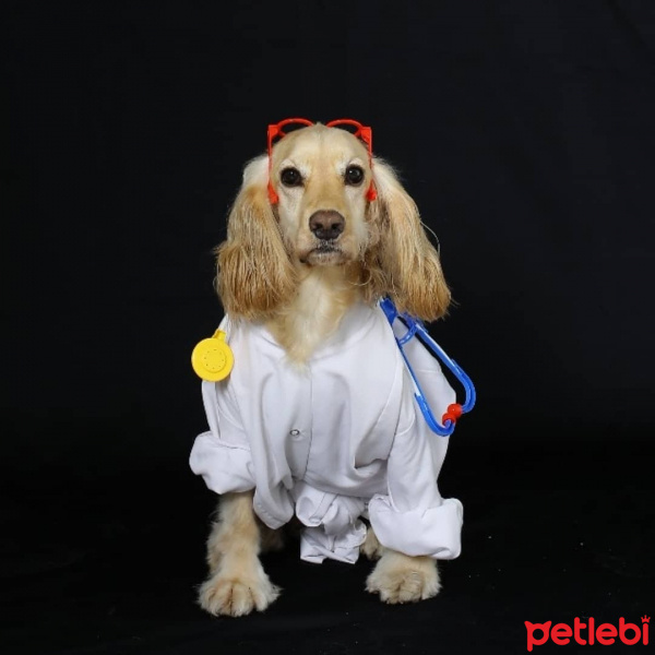 Amerikan Cocker Spaniel, Köpek  Tekila fotoğrafı