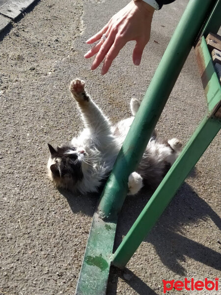 İran Kedisi (Persian), Kedi  Elizabeth fotoğrafı