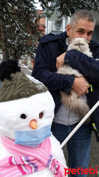 İran Kedisi (Persian), Kedi  Elizabeth fotoğrafı