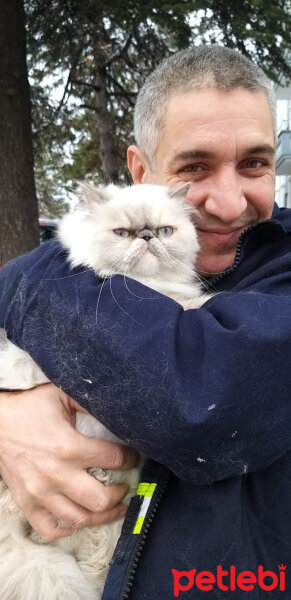 İran Kedisi (Persian), Kedi  Elizabeth fotoğrafı