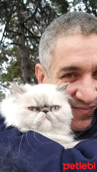 İran Kedisi (Persian), Kedi  Elizabeth fotoğrafı