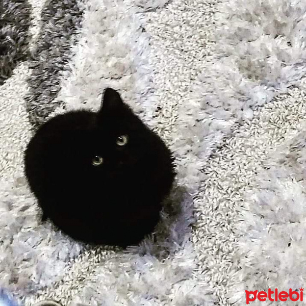 Bombay, Kedi  Fatoş fotoğrafı