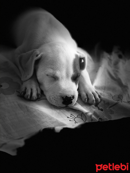 Amerikan Staffordshire Terrier, Köpek  RIO fotoğrafı
