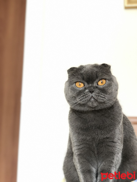 Scottish Fold, Kedi  Maşa fotoğrafı