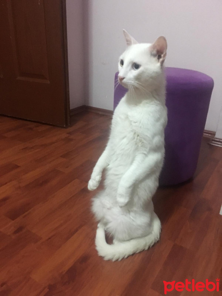 Van Kedisi, Kedi  LEO fotoğrafı